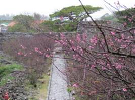 平成7年 07 から平成28年 18 まで１１年間今帰仁城周辺の桜 ヒカンサクラ の開花の様子を紹介した期間がある 振り返ると そこから様々なことを学んでいます まずは調査のこと 二 三輪が咲き始めたころから葉桜になるまで 満開だけ